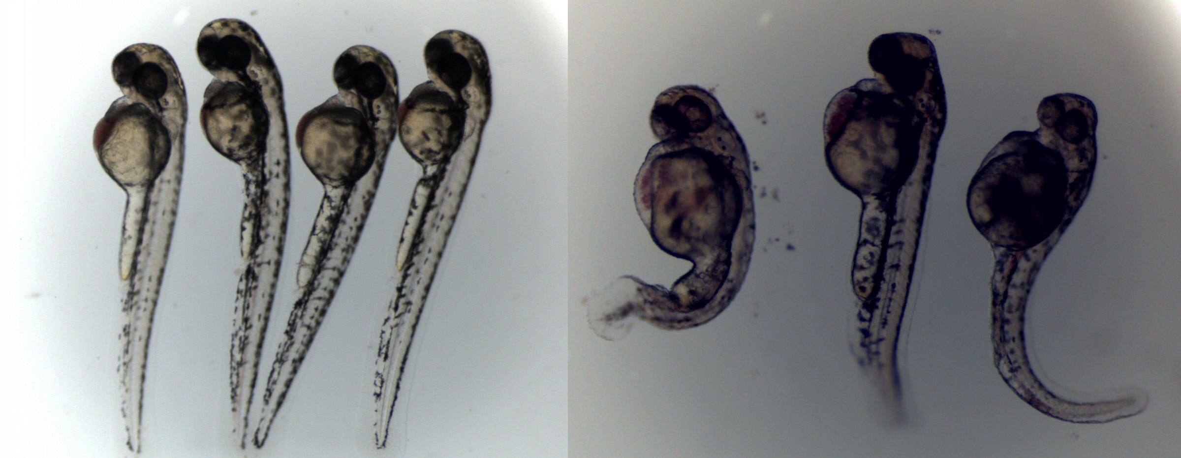 fish-embryo-comparison